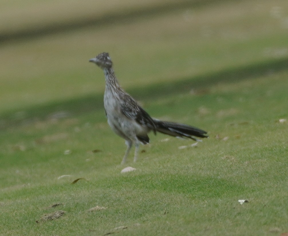 Greater Roadrunner - ML641581867