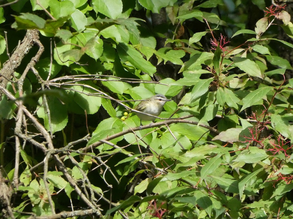 eBird Checklist - 7 Sep 2025 - Capital City Bird Sanctuary - 43 species