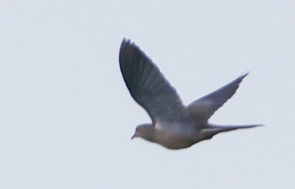 Mourning Dove - ML641581887