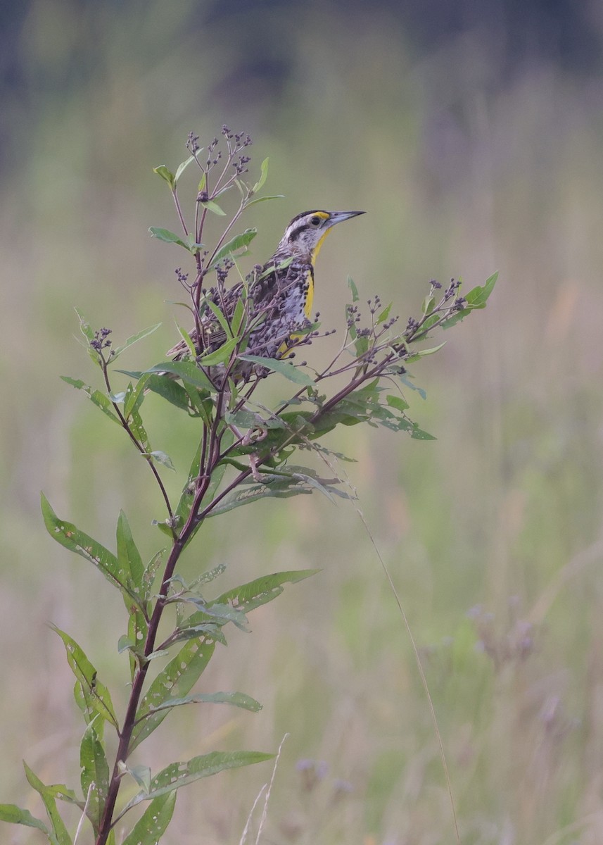Eastern Meadowlark - ML641581916