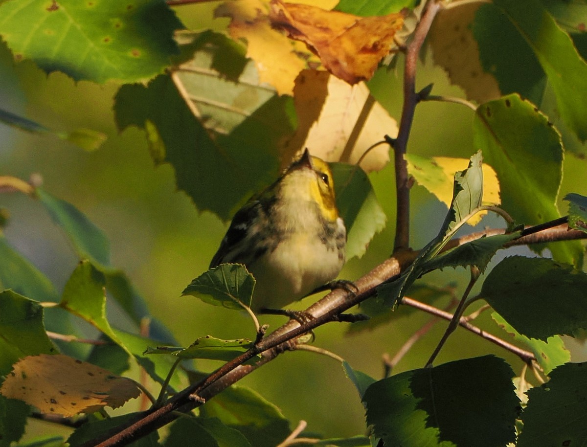 Black-throated Green Warbler - ML641581922