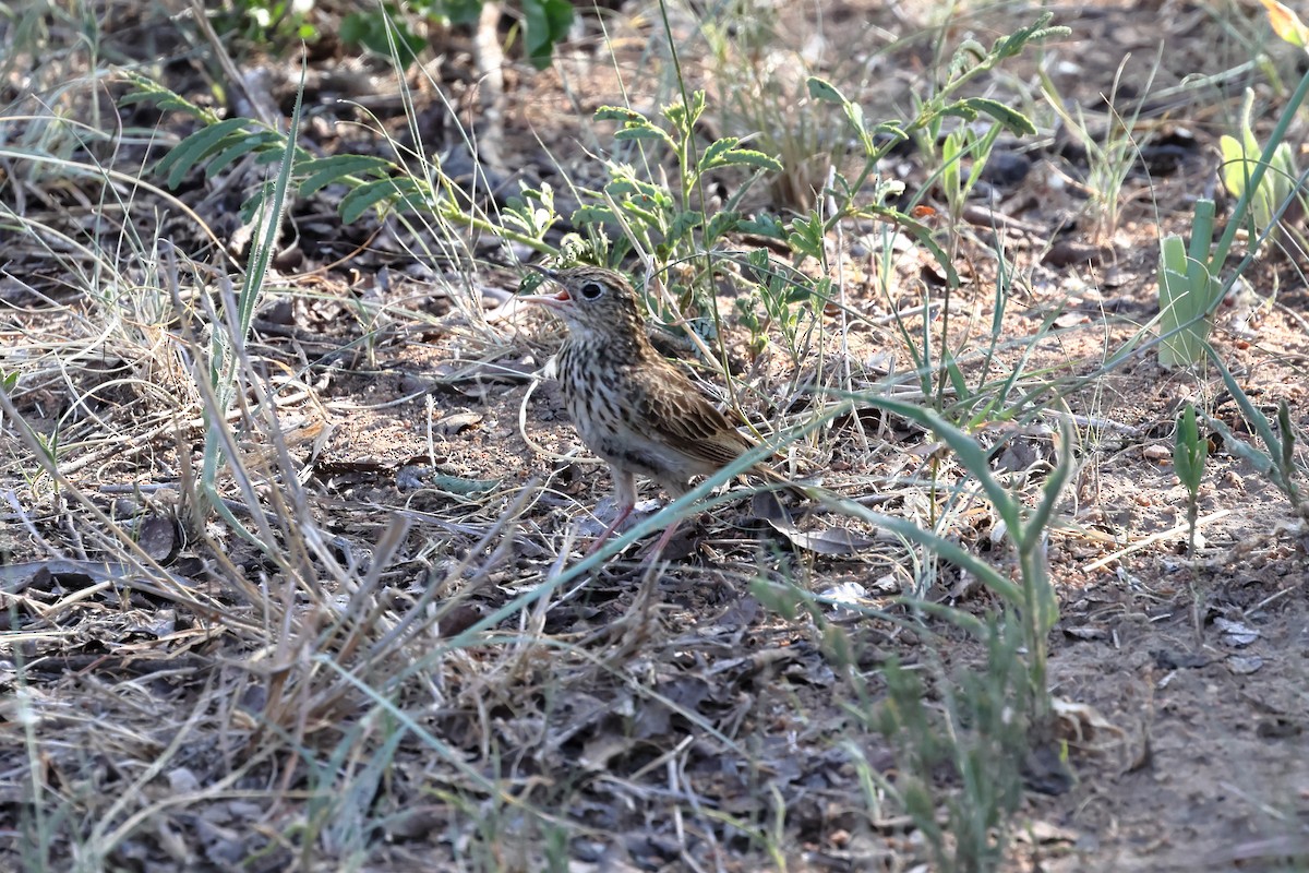 クサハラタヒバリ - ML641581926