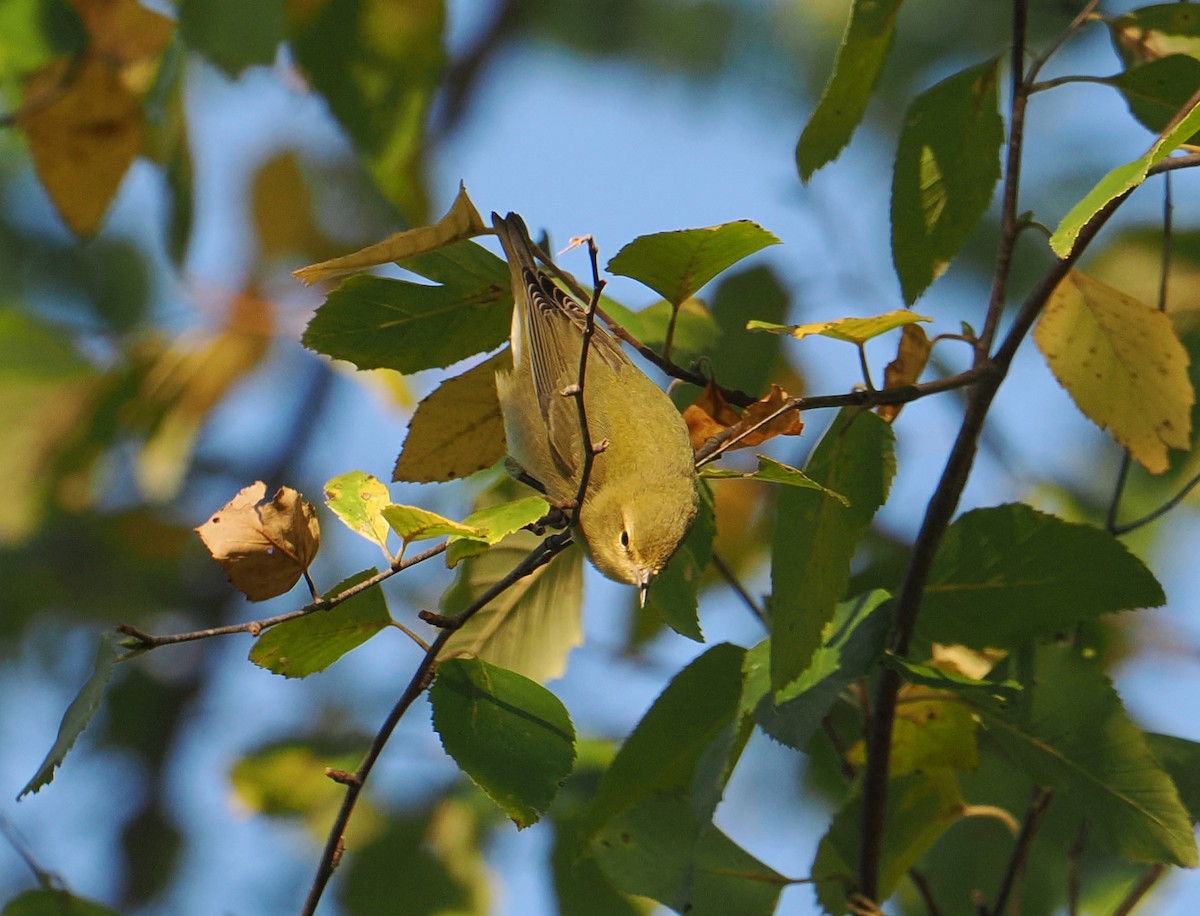Tennessee Warbler - ML641581966