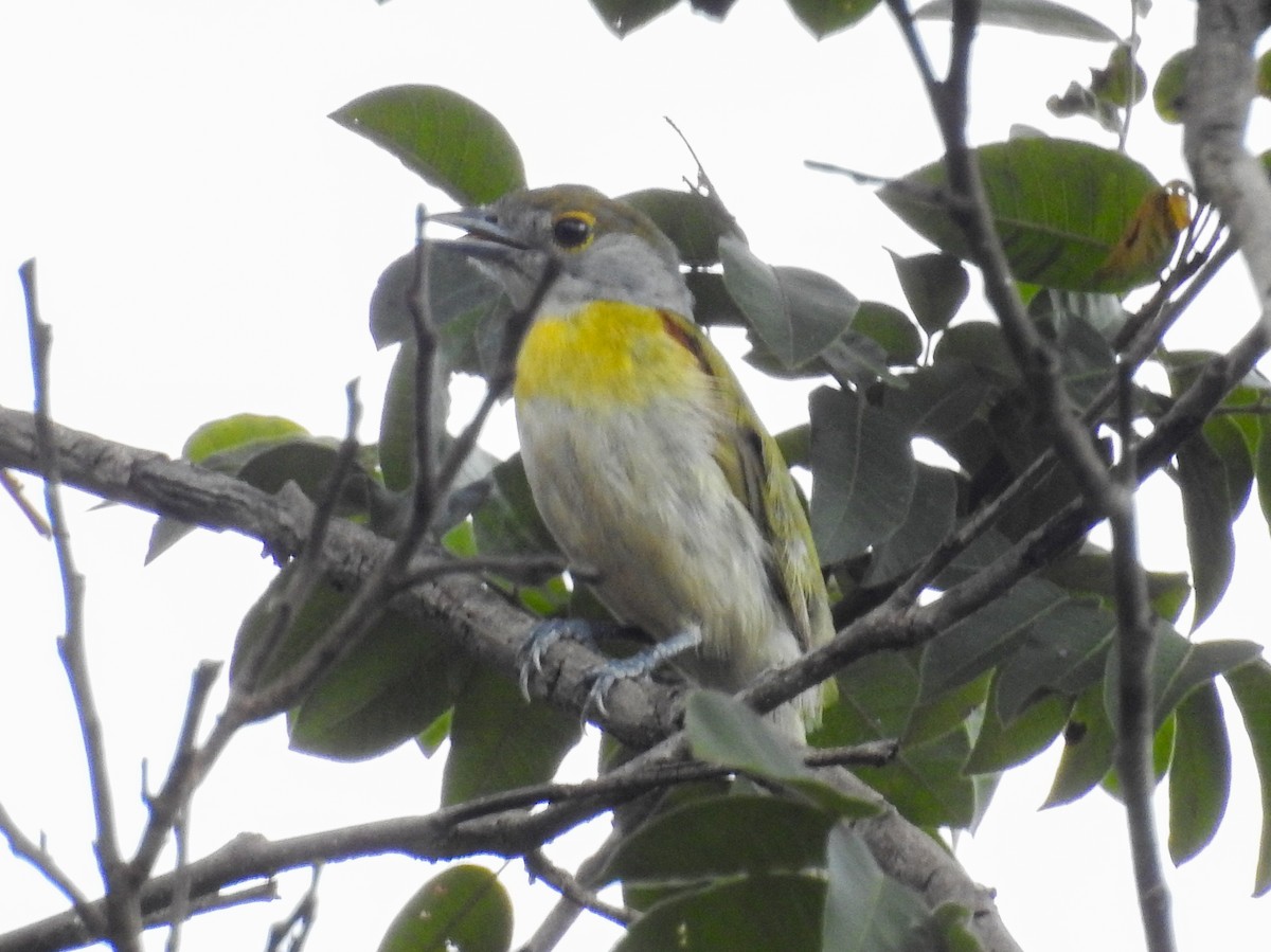 Green-backed Becard (Green-backed) - ML641581970