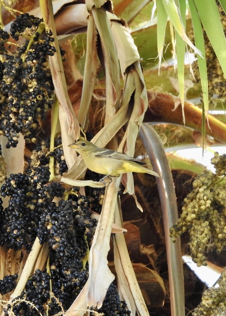 Western Tanager - ML641582025