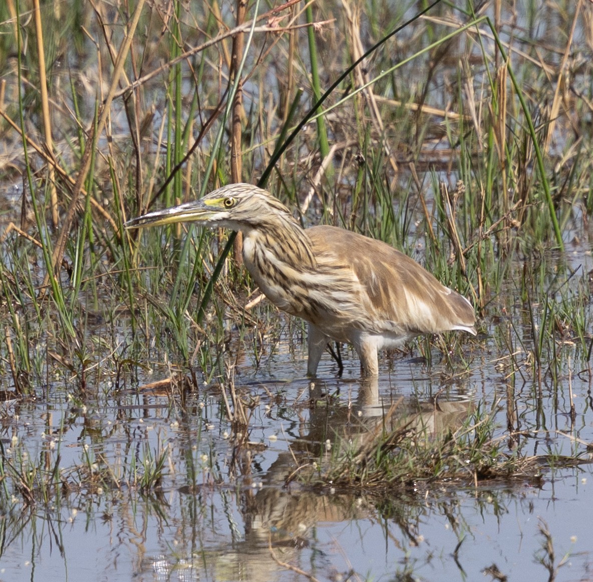 Squacco Heron - ML641582067