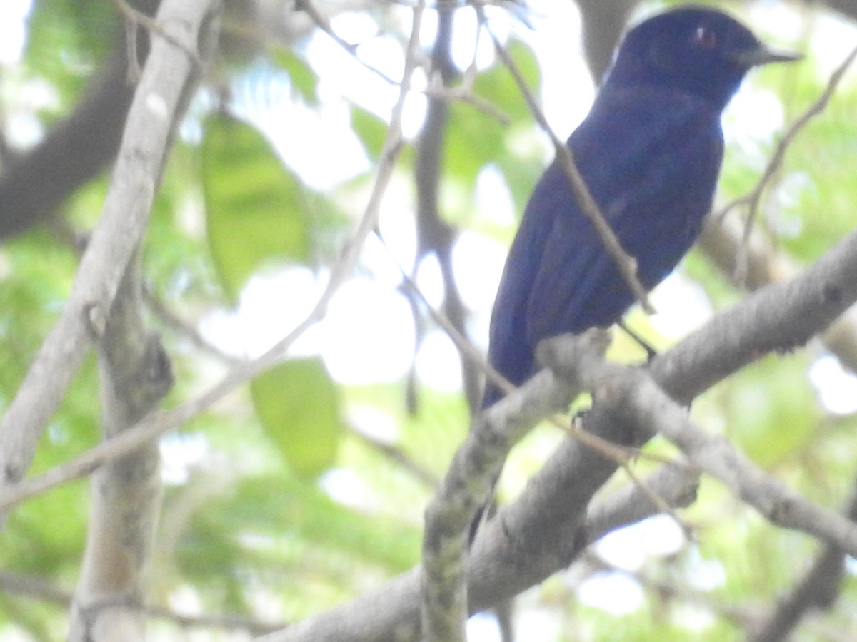 Caatinga Black-Tyrant - ML641582174