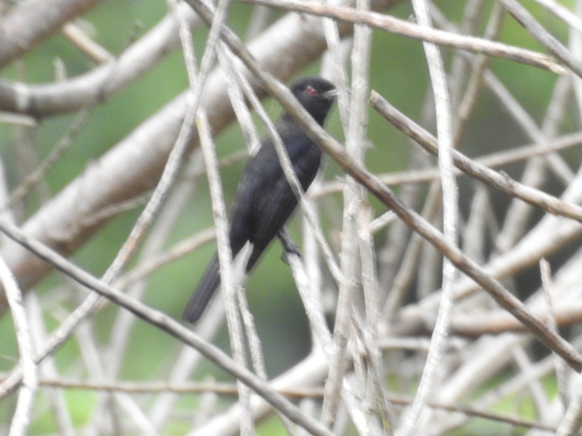 Caatinga Black-Tyrant - ML641582176