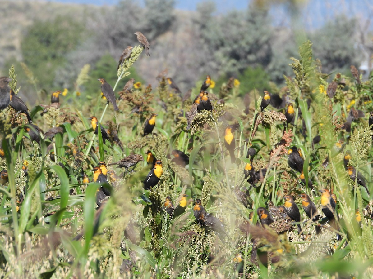 Yellow-headed Blackbird - ML641582191