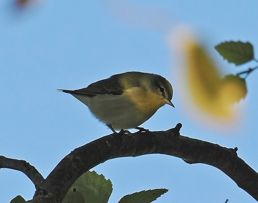 Tennessee Warbler - ML641582193