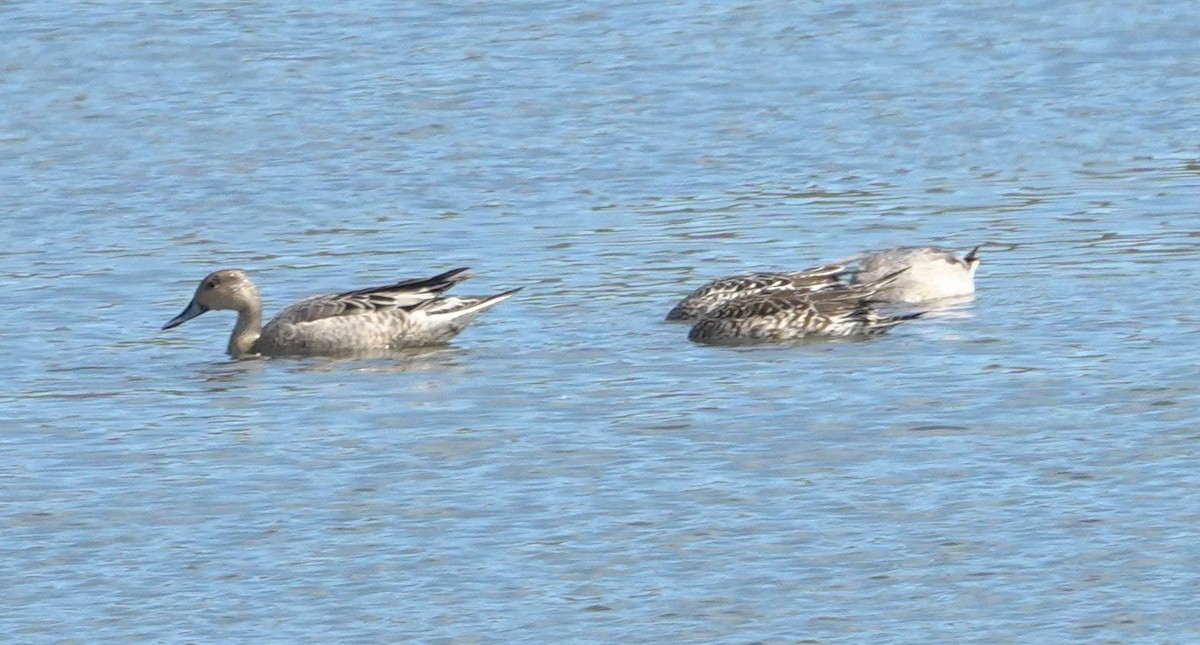 Northern Pintail - ML641582200