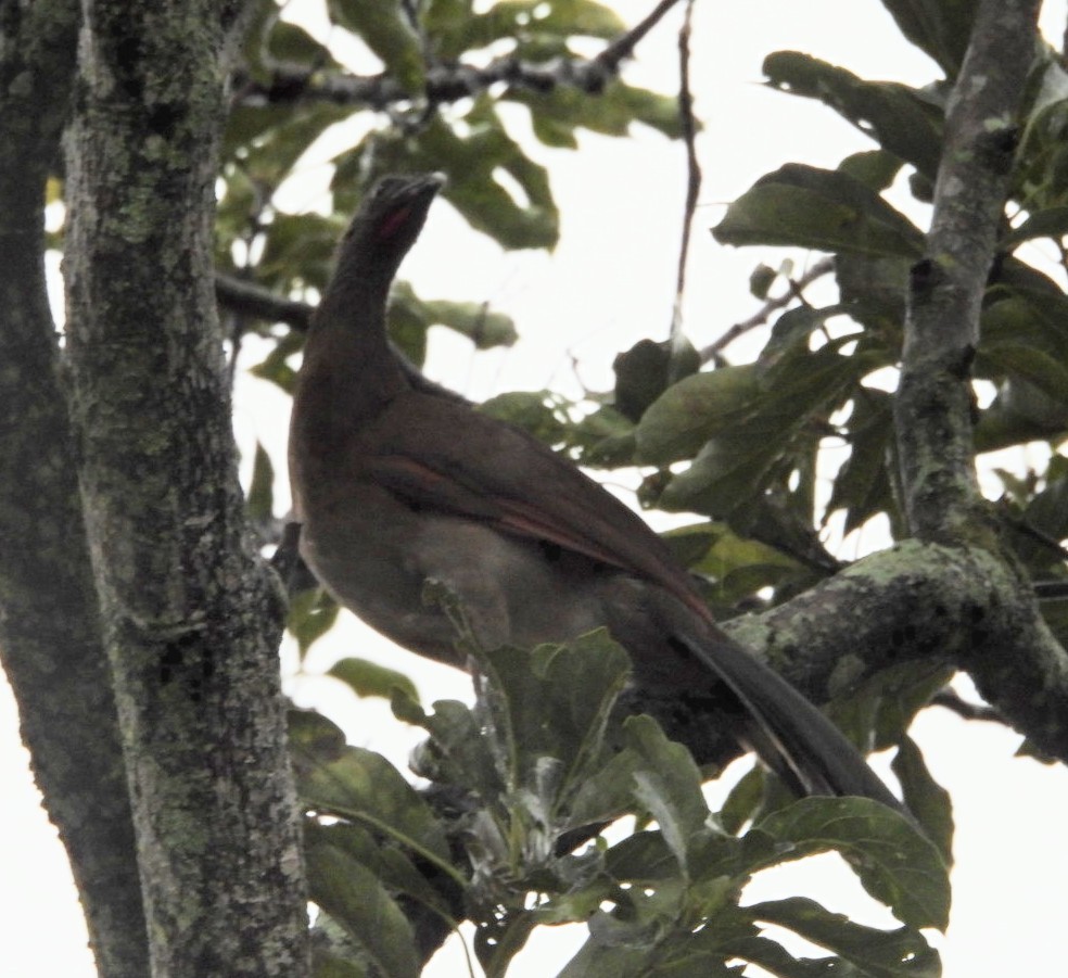 Gray-headed Chachalaca - ML641582204