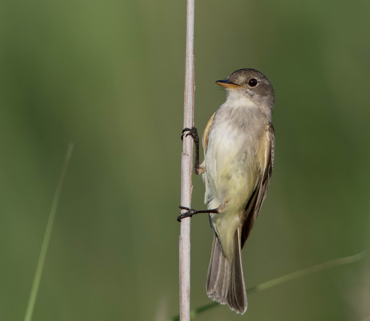 Willow Flycatcher - ML64158221