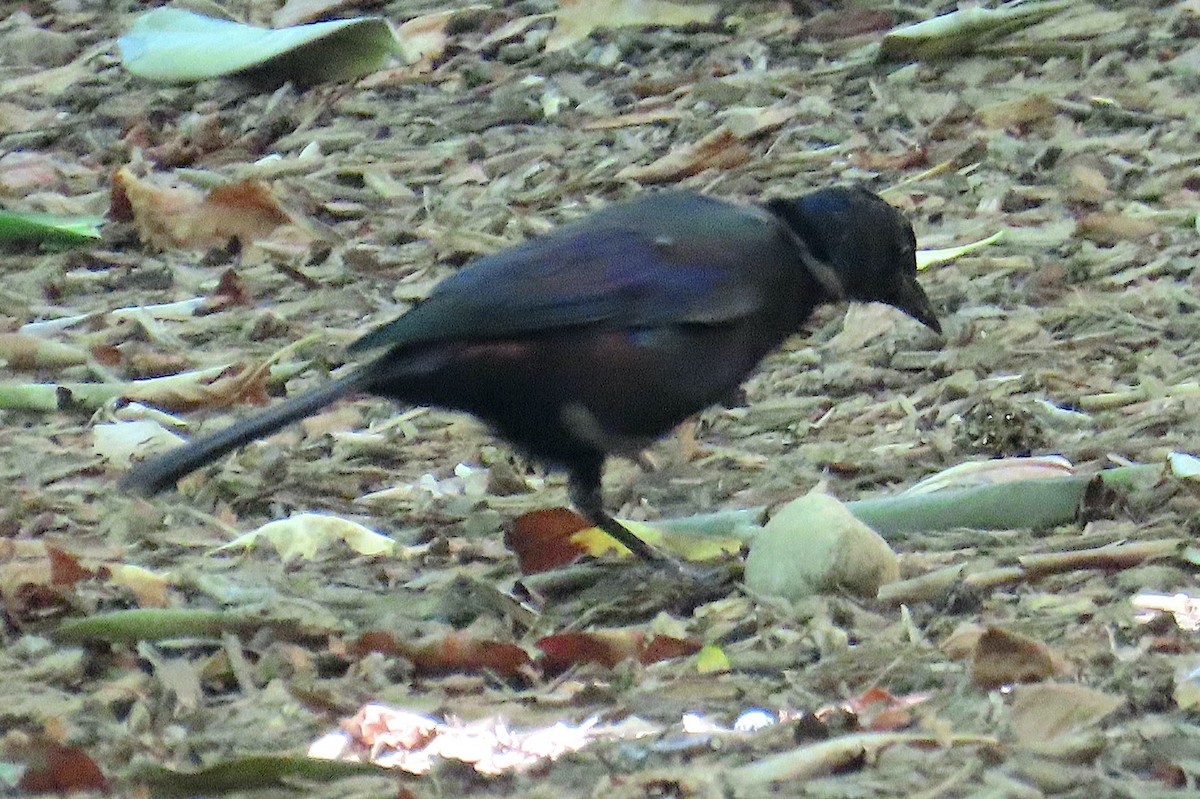 Common Grackle - ML641582224