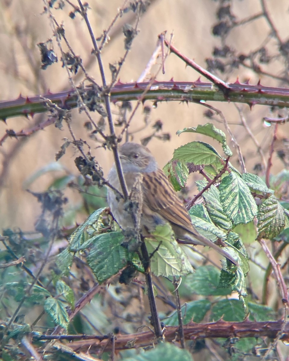 Dunnock - ML641582226