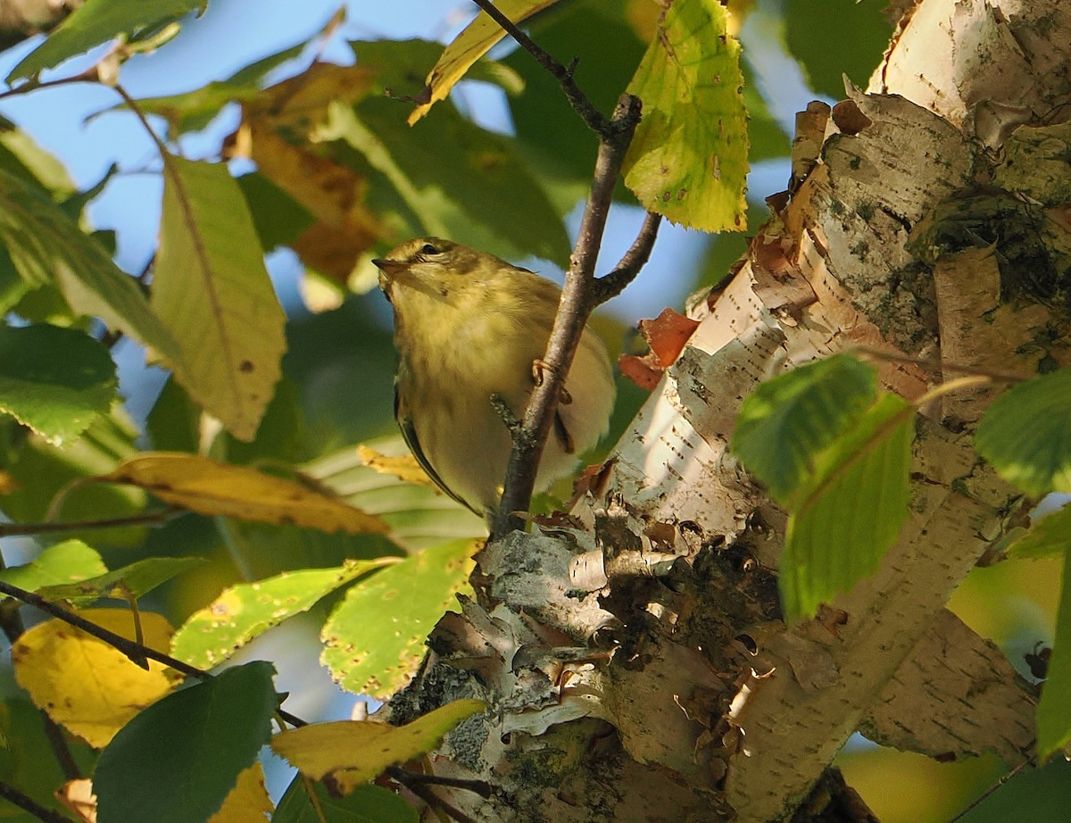 Blackpoll Warbler - ML641582293