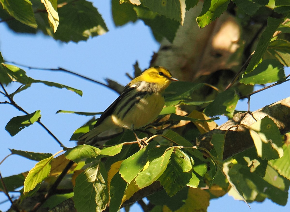 Black-throated Green Warbler - ML641582321