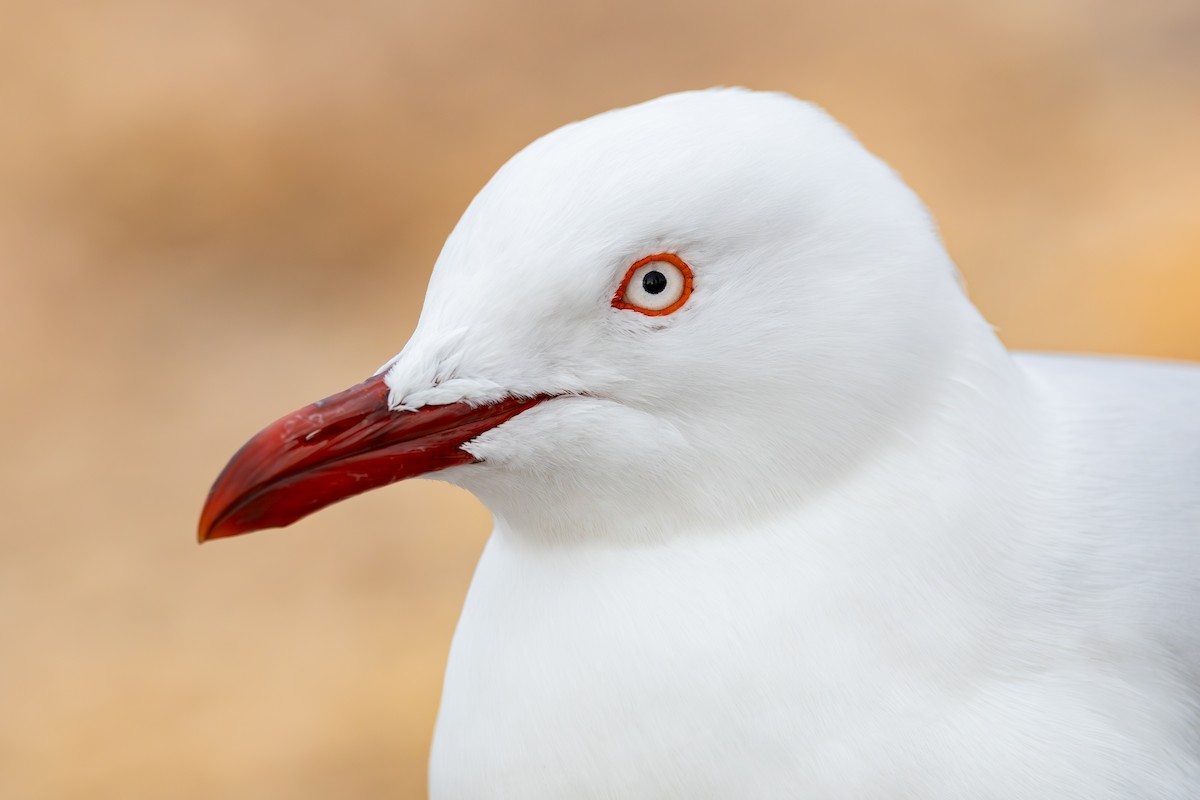 Mouette argentée - ML641582334