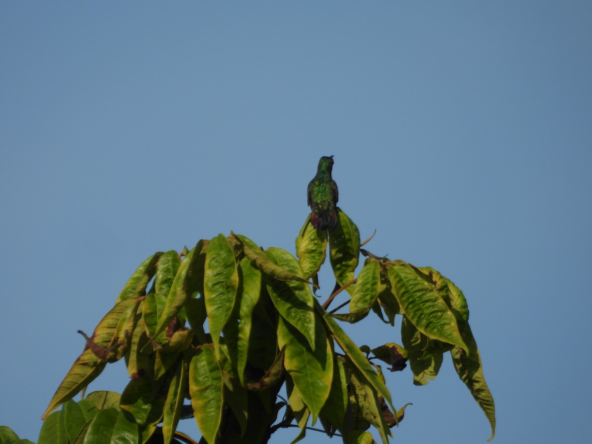 grønnstrupemango - ML641582355