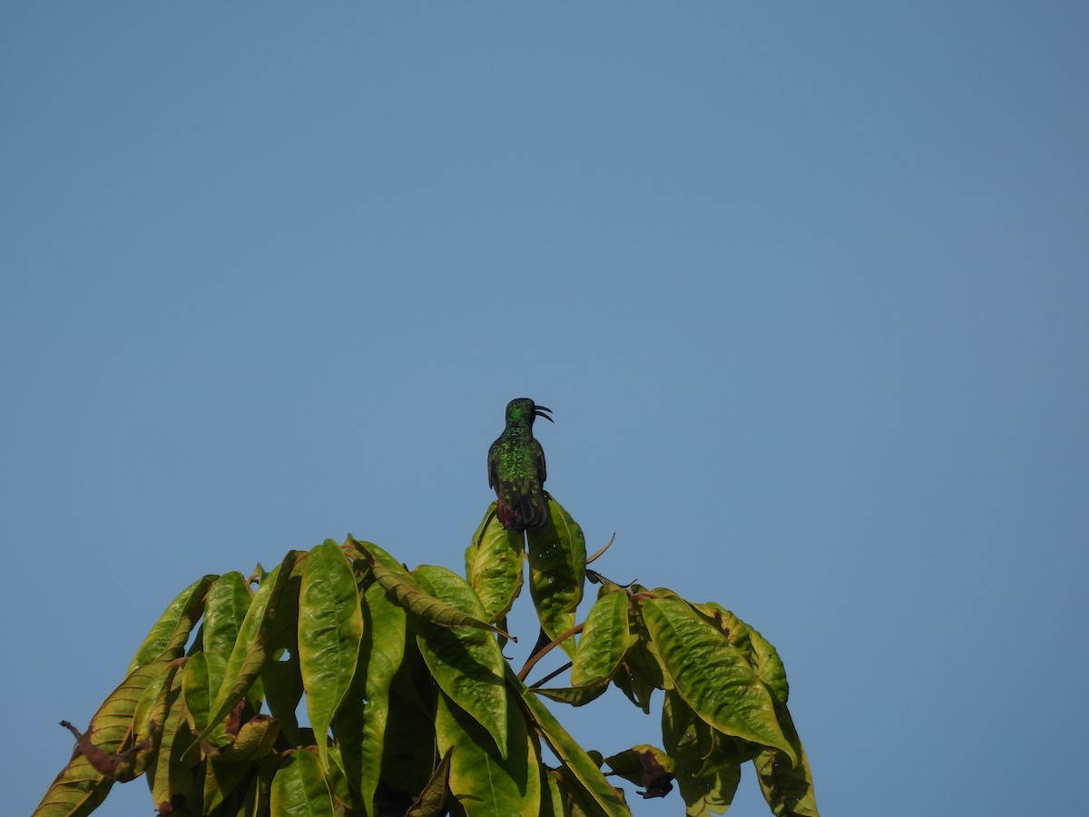 grønnstrupemango - ML641582356