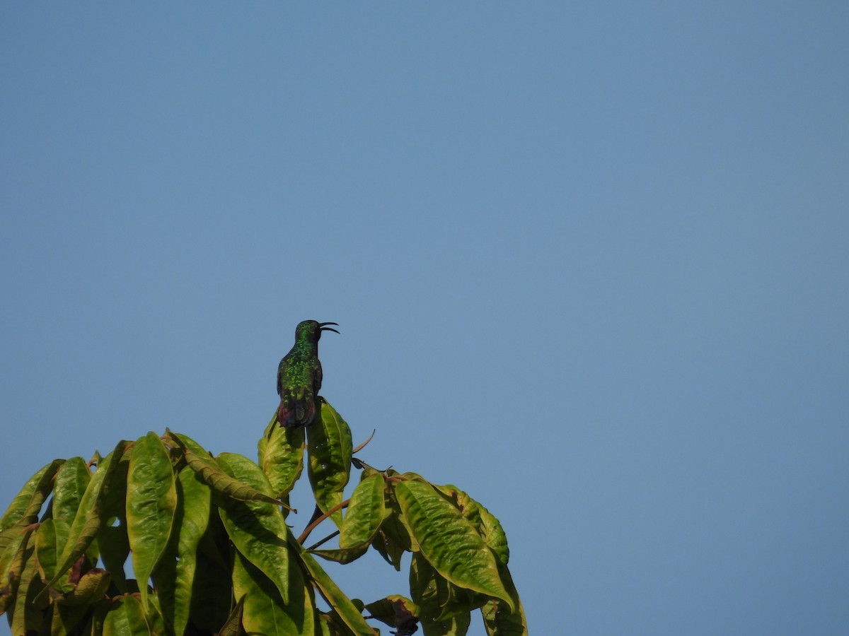 grønnstrupemango - ML641582357