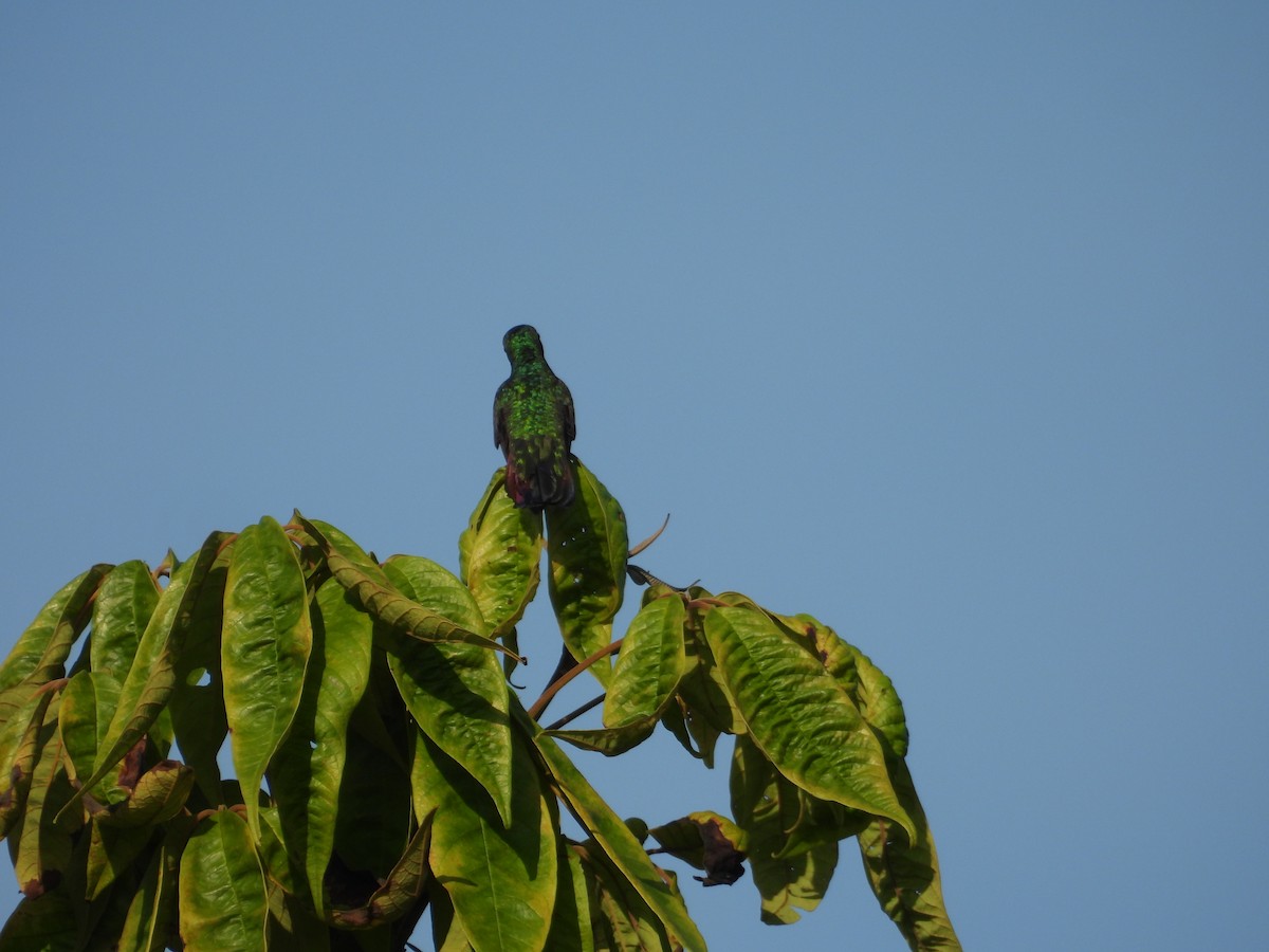 grønnstrupemango - ML641582358