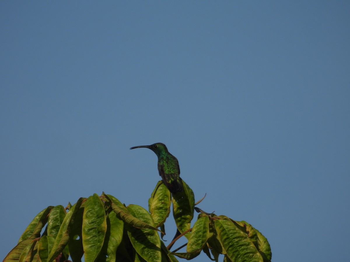 grønnstrupemango - ML641582359