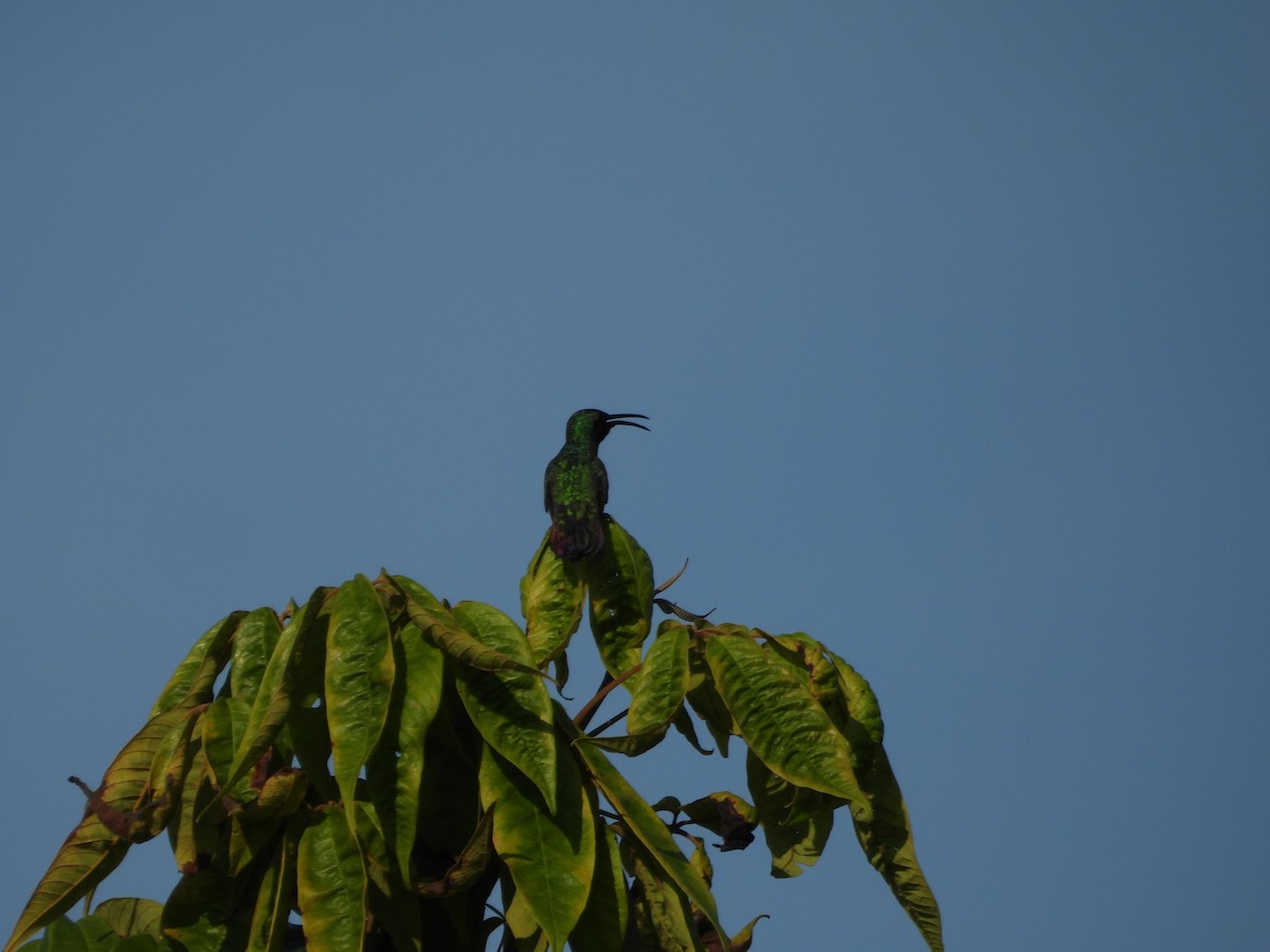 grønnstrupemango - ML641582361