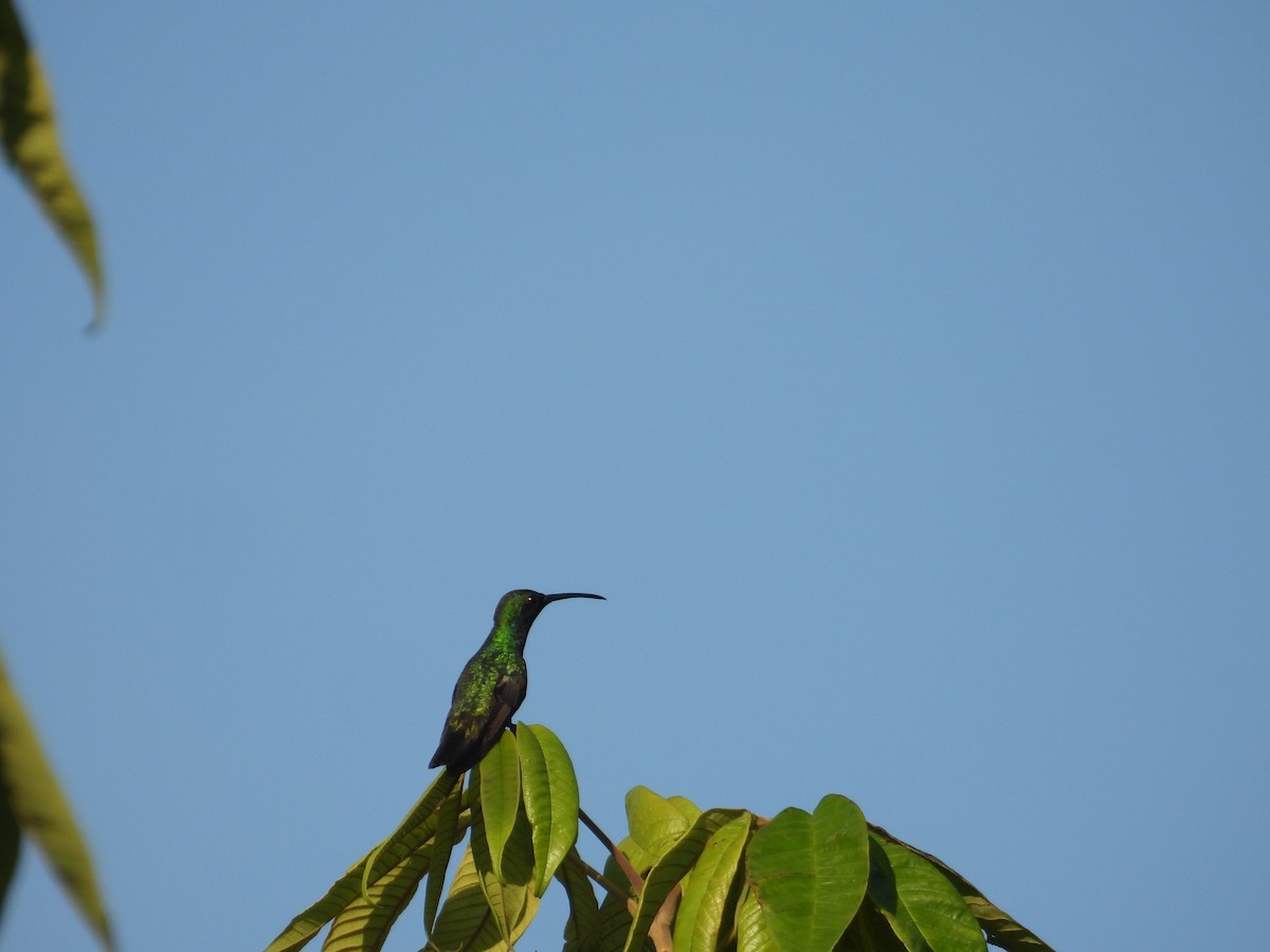 grønnstrupemango - ML641582363