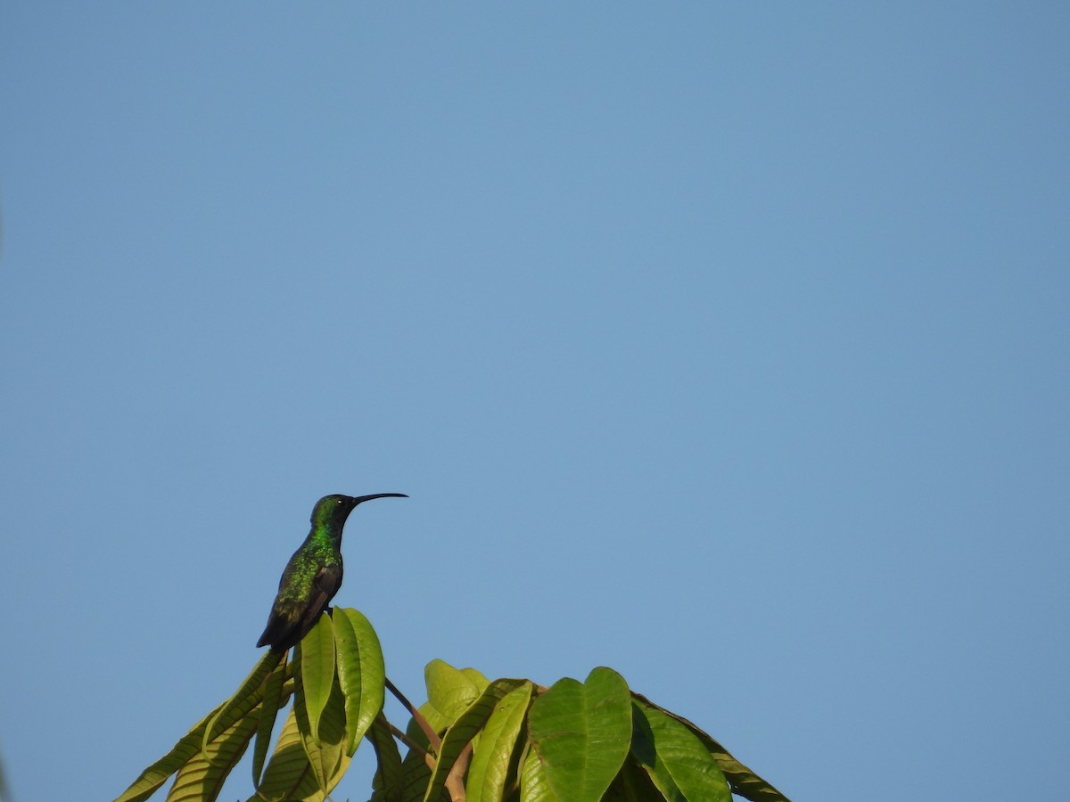 grønnstrupemango - ML641582364