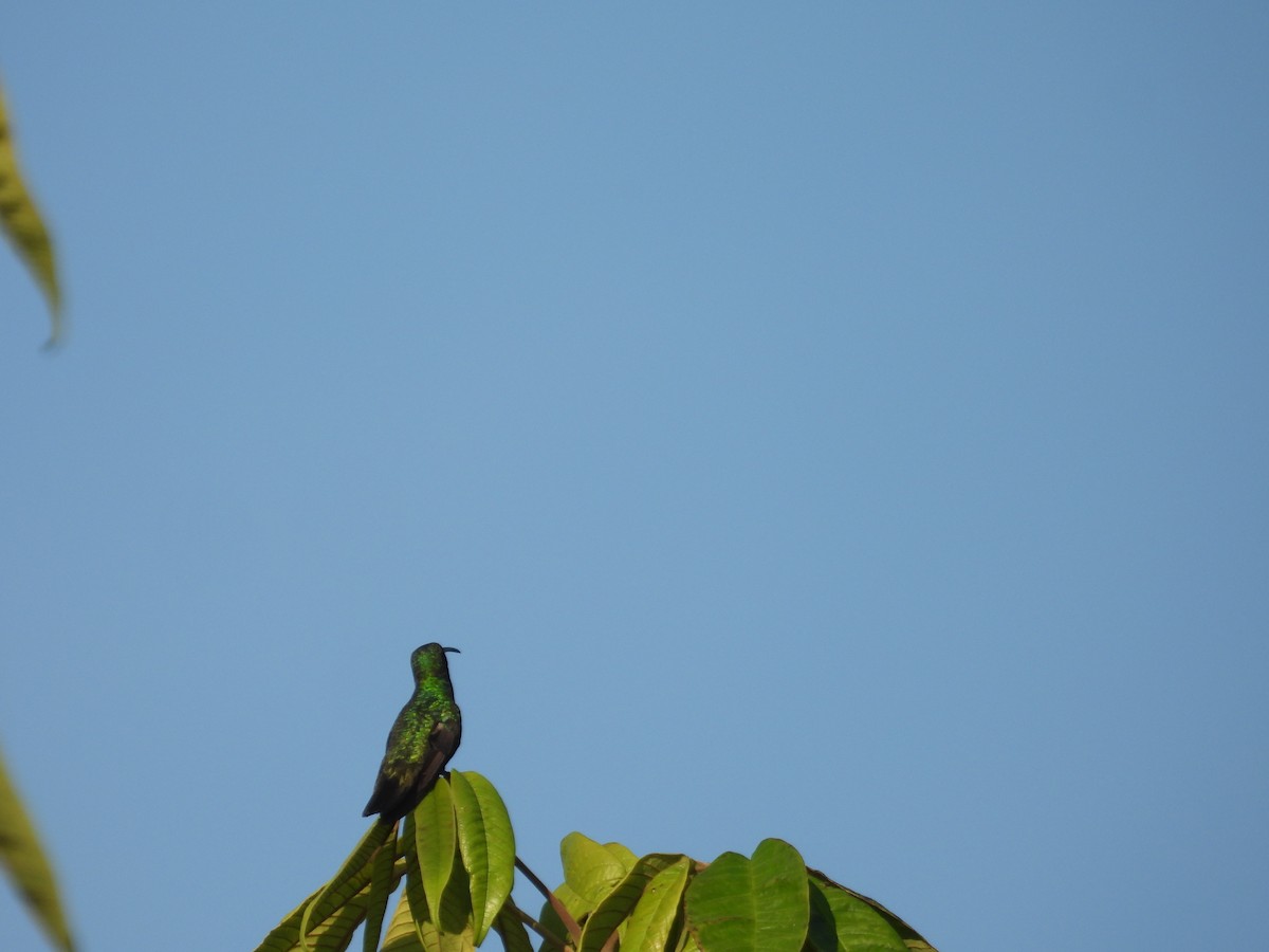 grønnstrupemango - ML641582365