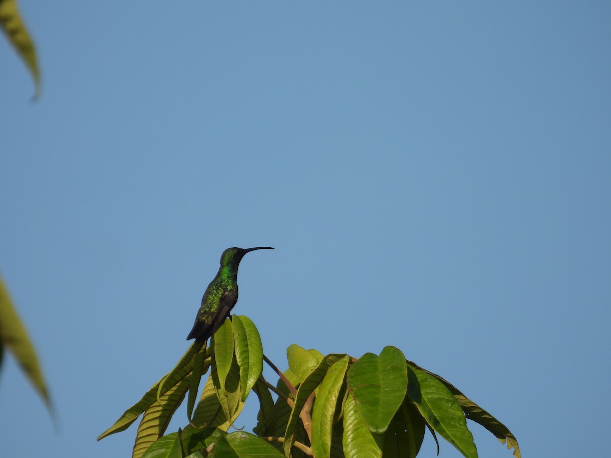 grønnstrupemango - ML641582366