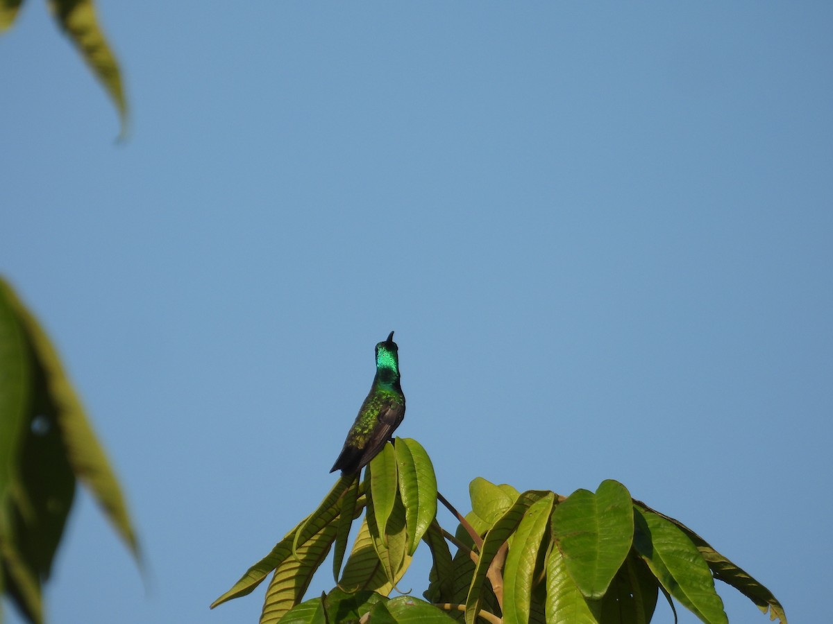 grønnstrupemango - ML641582367