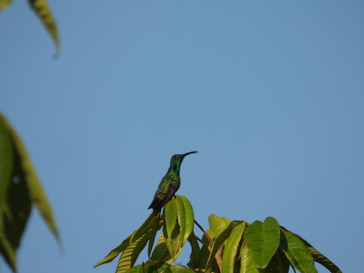 grønnstrupemango - ML641582368