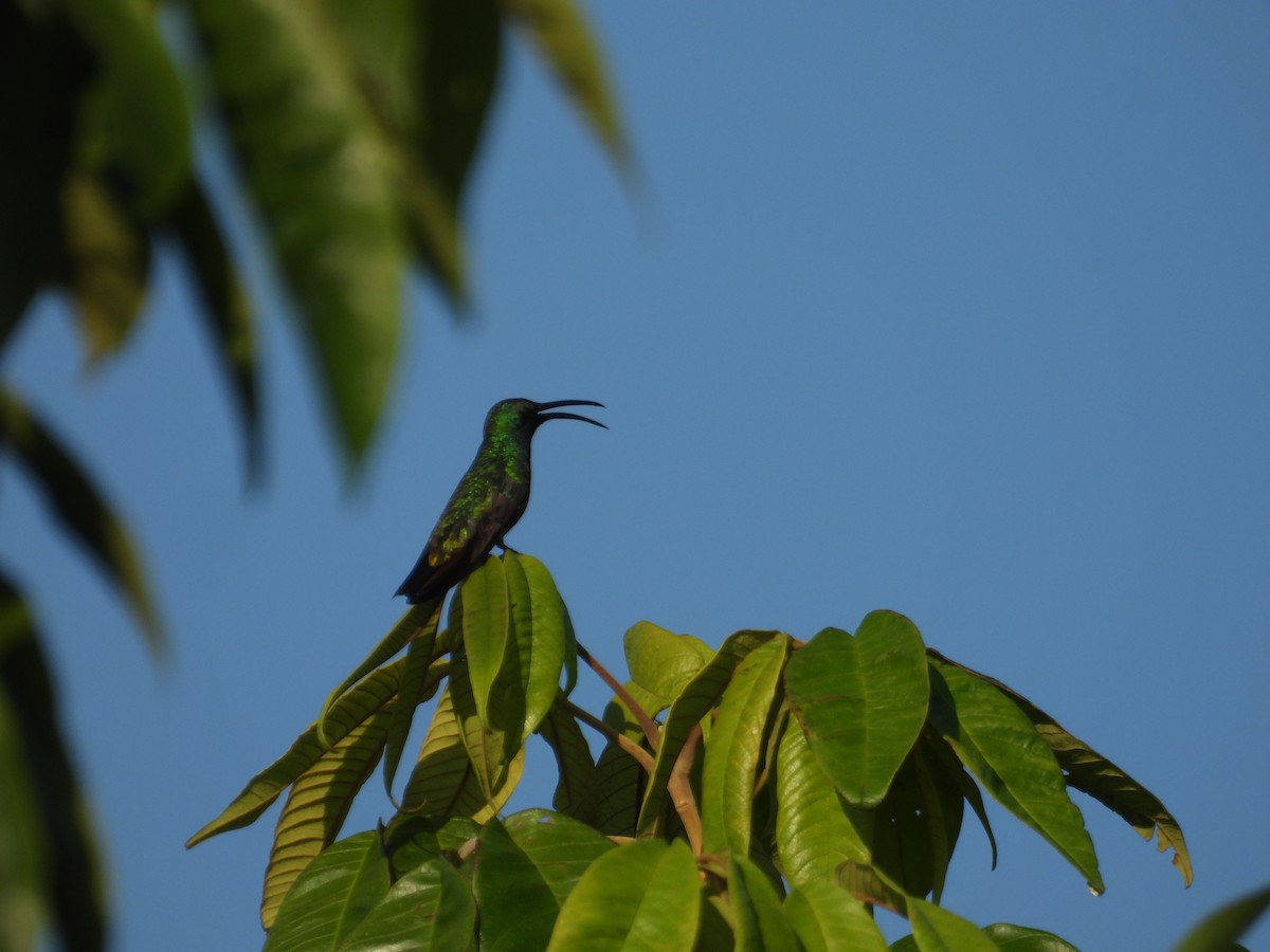 grønnstrupemango - ML641582369