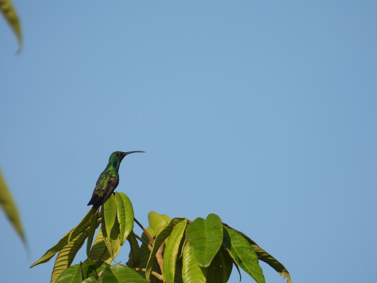 grønnstrupemango - ML641582370