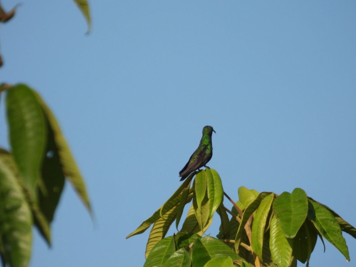 grønnstrupemango - ML641582371