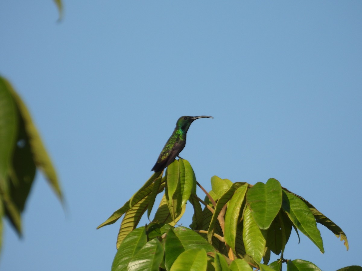 grønnstrupemango - ML641582372