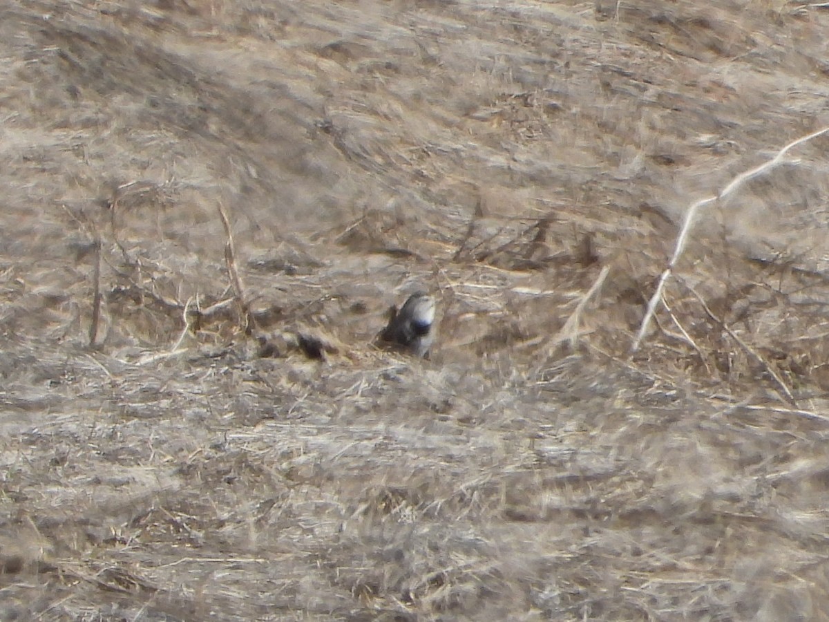 Thick-billed Longspur - ML641582377