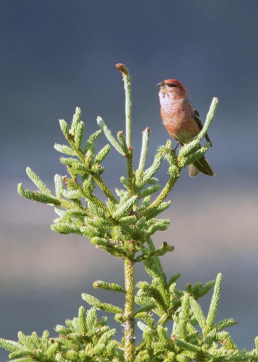 Pine Grosbeak - ML641582392