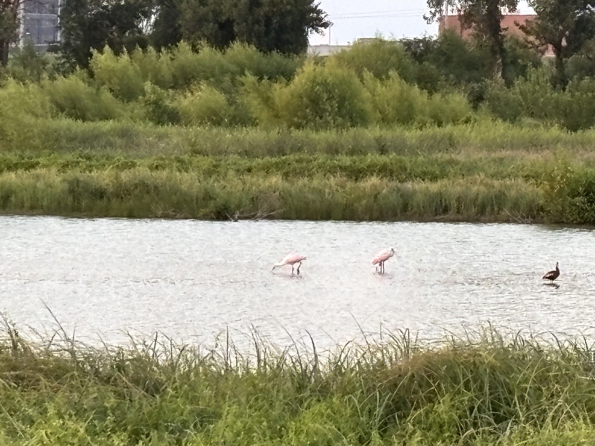 Roseate Spoonbill - ML641582407