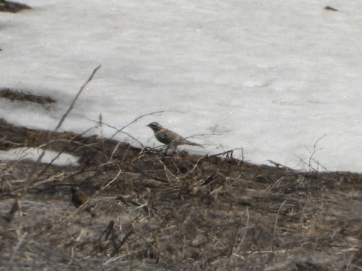 Chestnut-collared Longspur - ML641582415