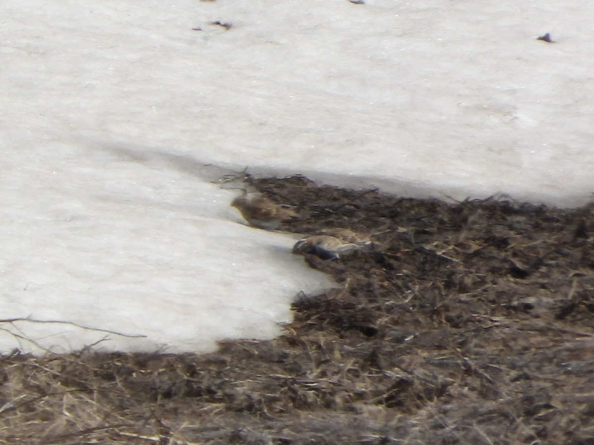 Chestnut-collared Longspur - ML641582446