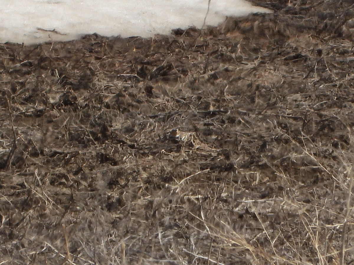 Chestnut-collared Longspur - ML641582461