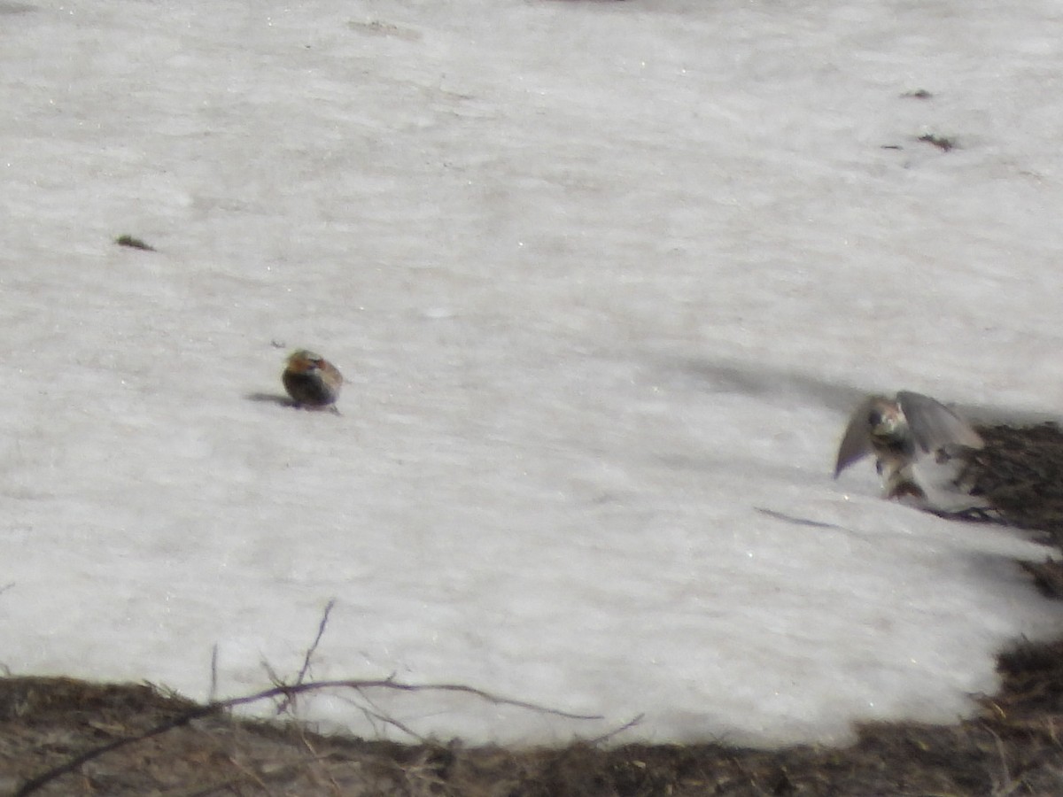Chestnut-collared Longspur - ML641582474