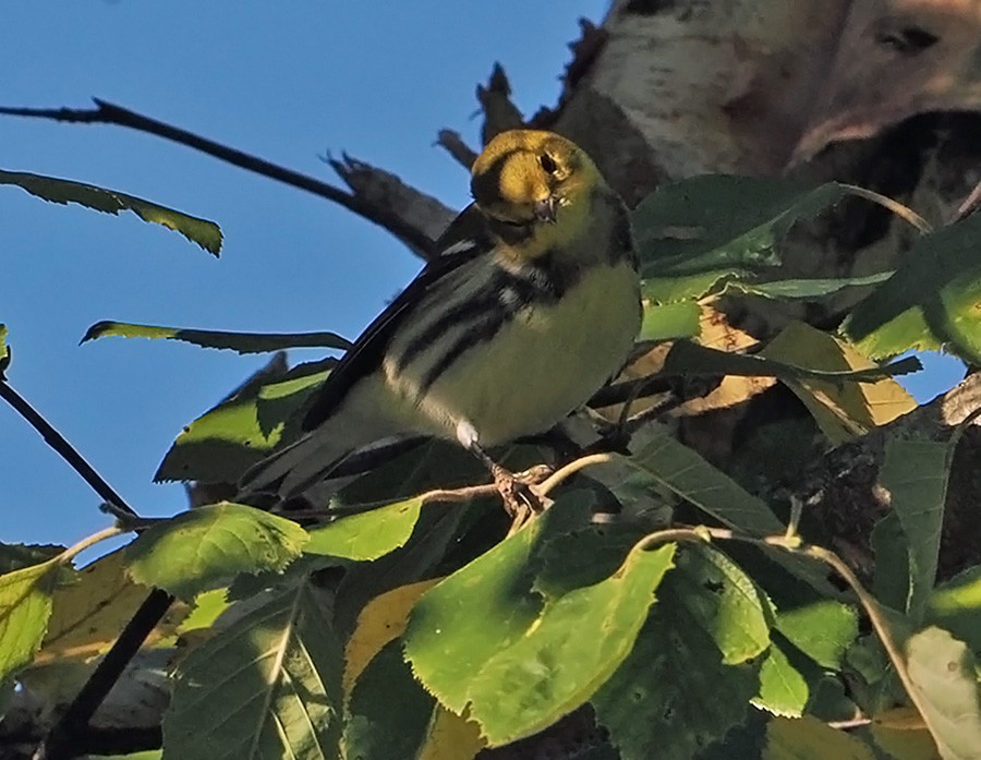 Black-throated Green Warbler - ML641582476