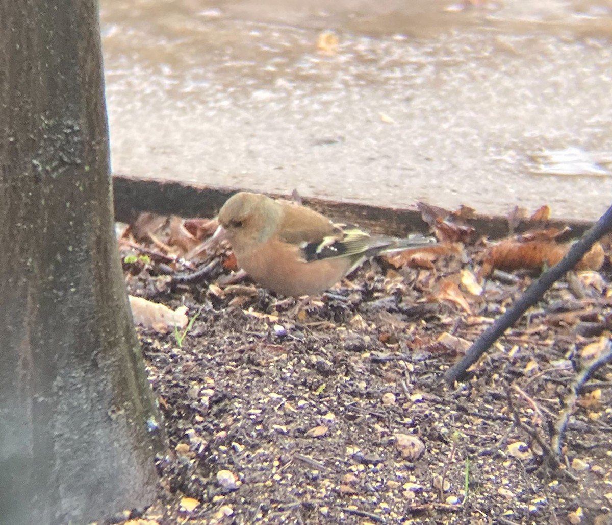 Common Chaffinch - ML641582486