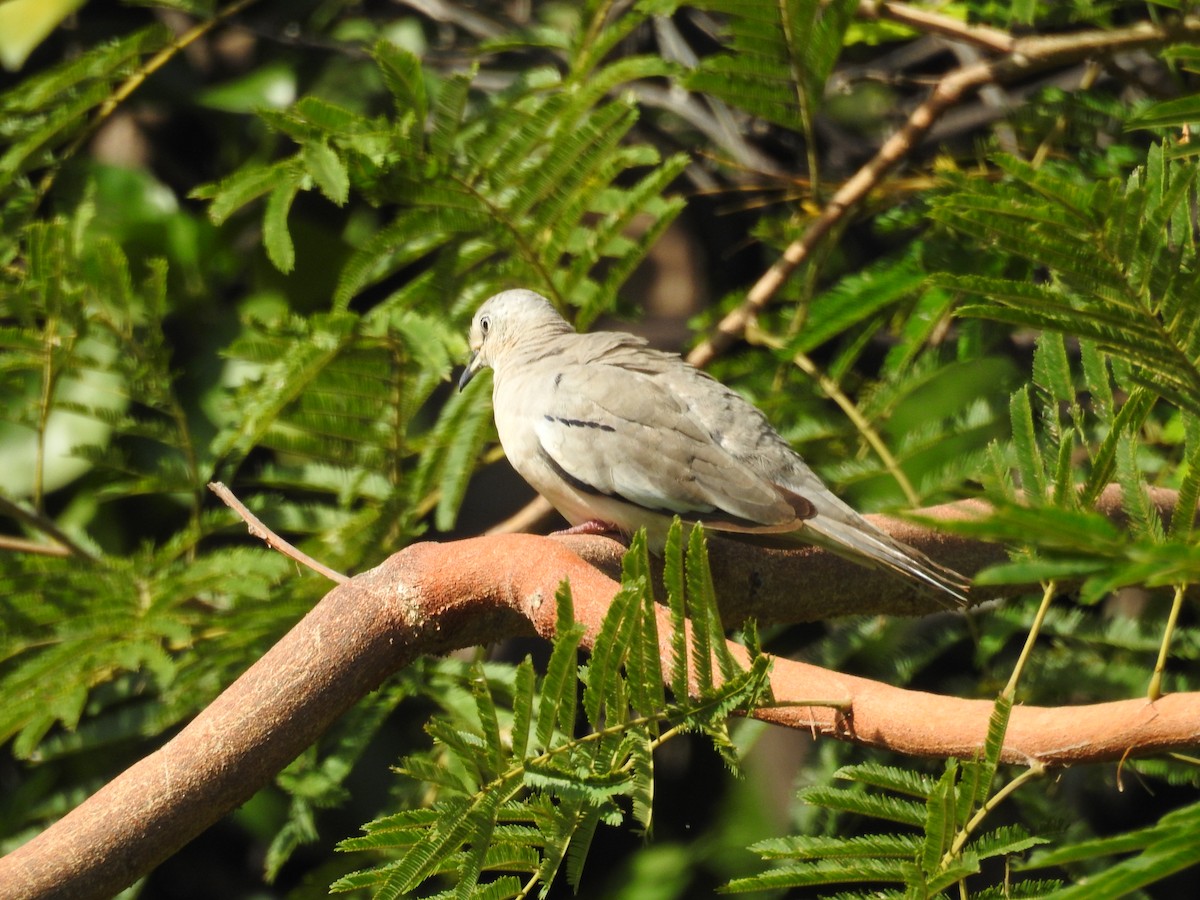 Picui Ground Dove - ML641582489