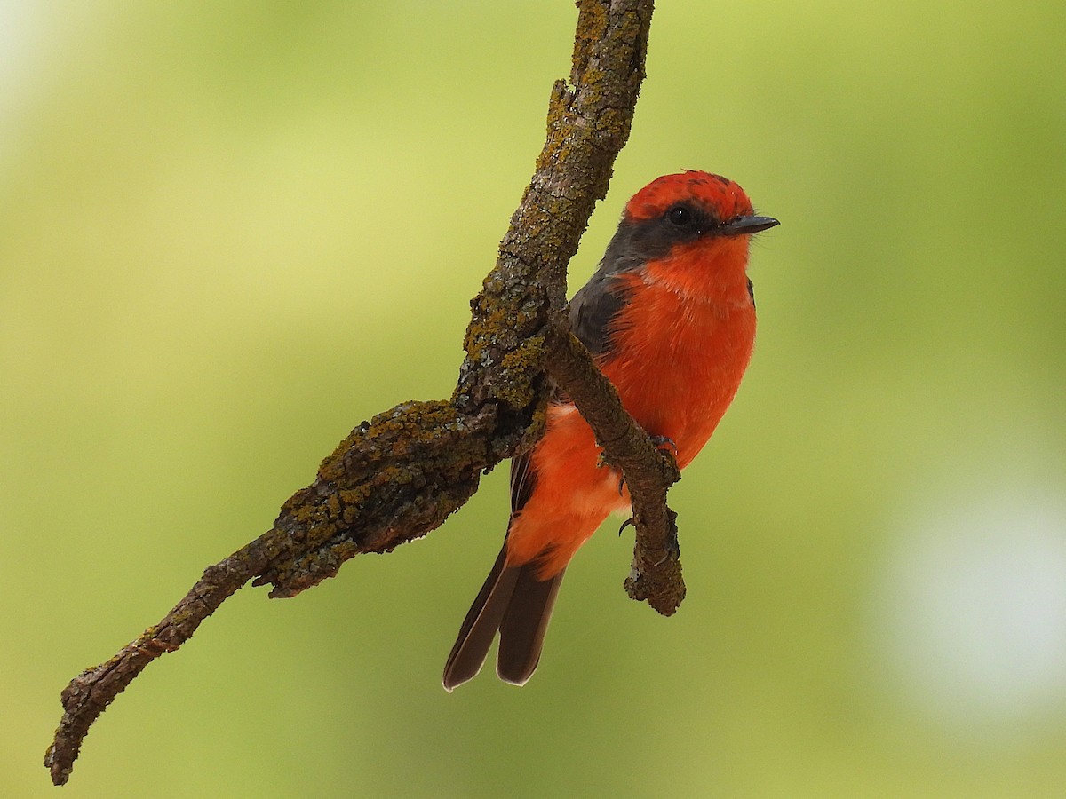 Vermilion Flycatcher - ML641582494