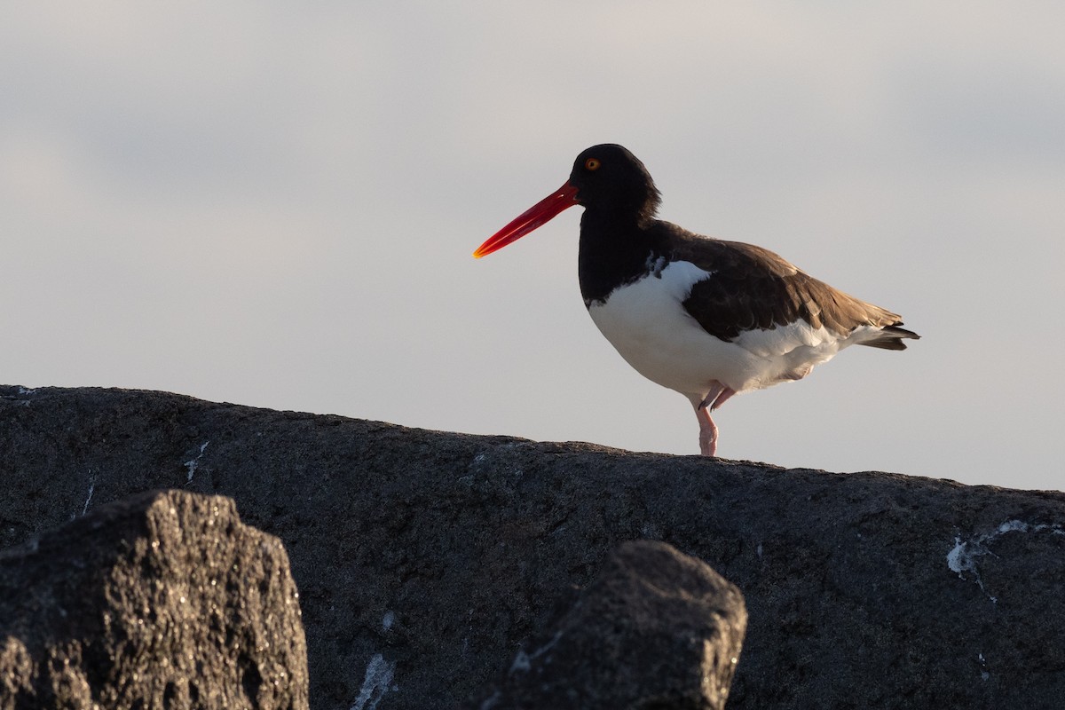 American Oystercatcher - ML641582496